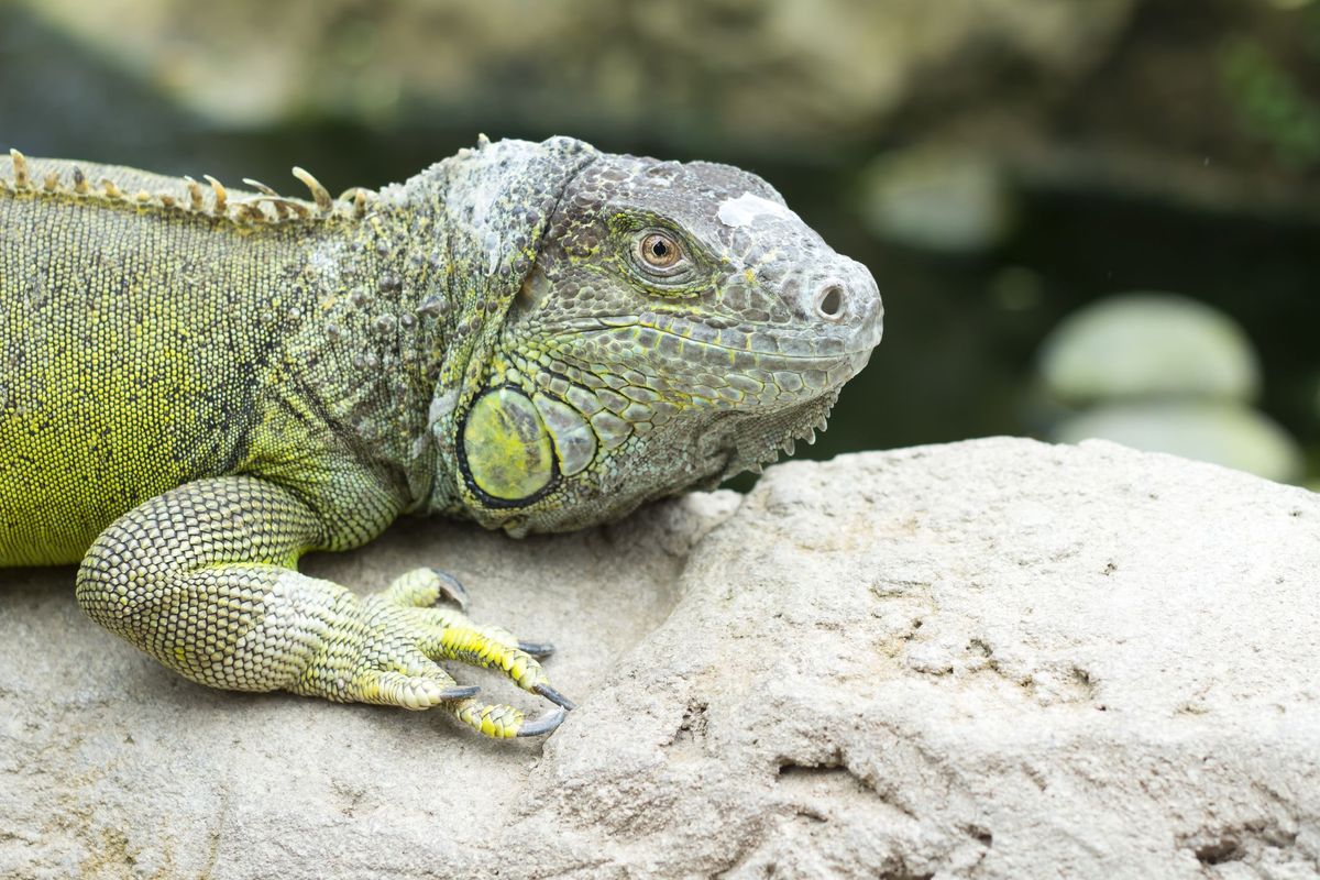 Exotic pet iguana reptile