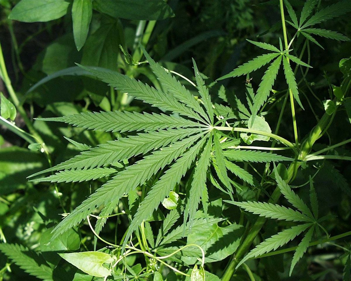 Cannabis plant with green leaves